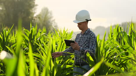 Middle-plan:Male-farmer-with-a-tablet-computer-goes-to-the-camera-looking-at-plants-in-a-corn-field-and-presses-his-fingers-on-the-computer-screen.-Soncept-of-modern-farming.